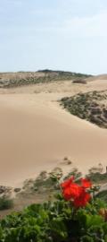 dune-con-geranio.jpg
