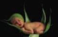 Anne_Geddes_39.jpg