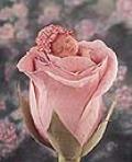 anne_geddes2_2.jpg