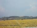 girasoli.jpg