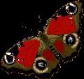papillons-11.gif