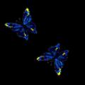 papillons-13.gif