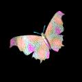 papillons-51.gif