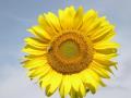 Girasole.jpg