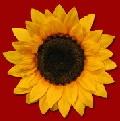 girasole05.jpg