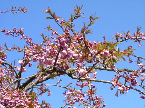 photo Cerisier-fleurs.jpg