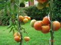 Tomates-maison.jpg