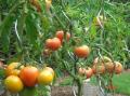 Tomates.jpg