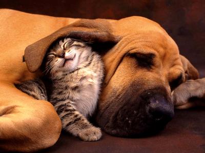 photo Cat_and_Dog_-_the_Best_Friend.jpg