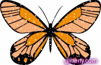 photo orange_2_butterfly.gif