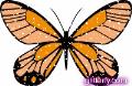 orange_2_butterfly.gif