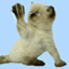 photo CAT-02.gif