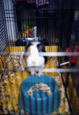 photo Viky.gif