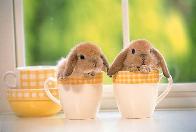 photo ostern.jpg