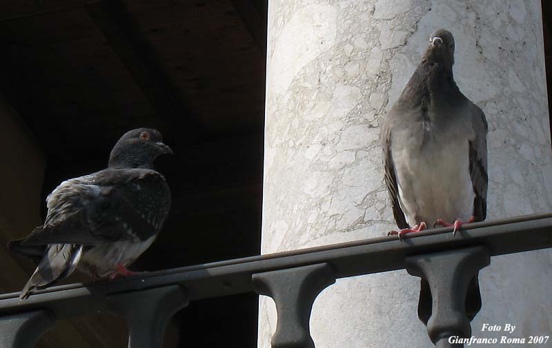 photo PALERMO12.jpg