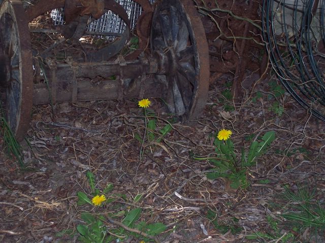 photo 115g.JPG