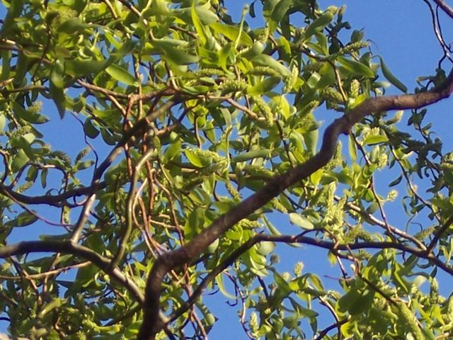 photo 234.JPG