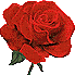 photo 39roserot.gif