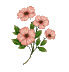 photo blume_297.gif