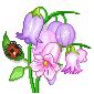 photo blume_383.gif