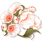 photo blume_385.gif