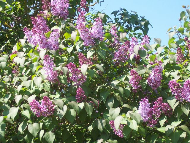 photo flieder.JPG