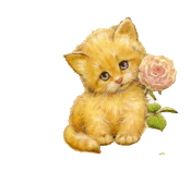 photo katze253.gif