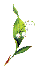 photo maigloeckchen.gif