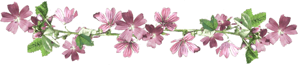 photo malvenranke.gif