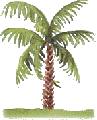photo palme07.gif