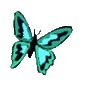 photo papillons-16.gif