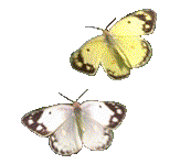 photo papillons-23.gif