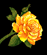 photo papillons-45.gif