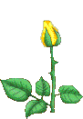 photo rose2a.gif