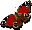 photo schmetterling-59.gif