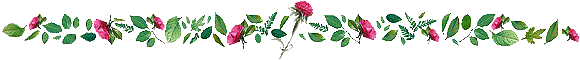 photo trennlinie010.gif