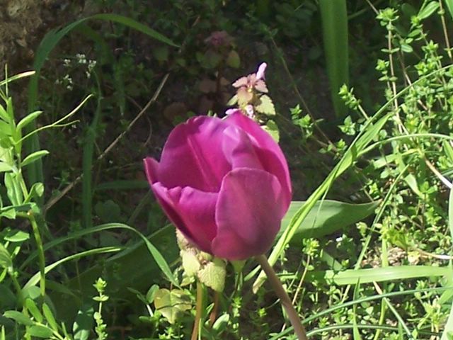 photo tulpe1.JPG