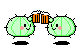 photo cactus04.gif