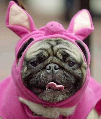 photo chien.jpg