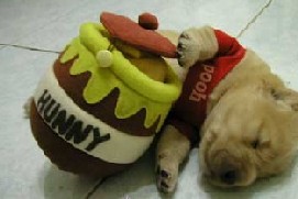 photo teddydog.jpg